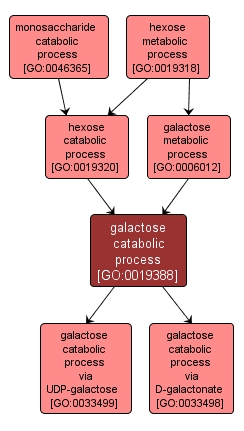 GO:0019388 - galactose catabolic process (interactive image map)