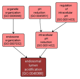 GO:0048388 - endosomal lumen acidification (interactive image map)