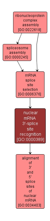 GO:0000389 - nuclear mRNA 3'-splice site recognition (interactive image map)