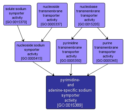 GO:0015389 - pyrimidine- and adenine-specific:sodium symporter activity (interactive image map)