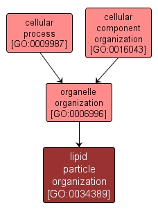 GO:0034389 - lipid particle organization (interactive image map)