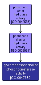 GO:0047389 - glycerophosphocholine phosphodiesterase activity (interactive image map)