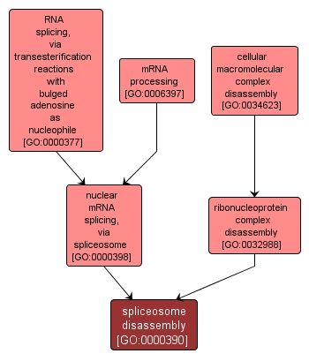 GO:0000390 - spliceosome disassembly (interactive image map)