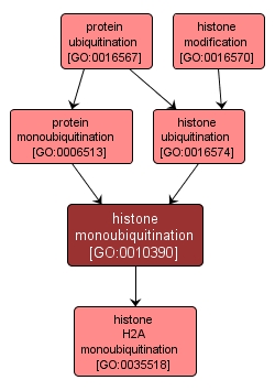 GO:0010390 - histone monoubiquitination (interactive image map)