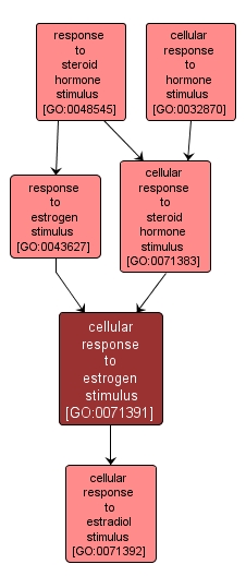 GO:0071391 - cellular response to estrogen stimulus (interactive image map)