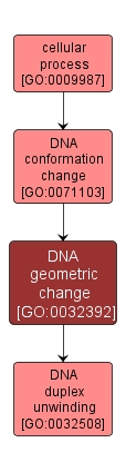 GO:0032392 - DNA geometric change (interactive image map)