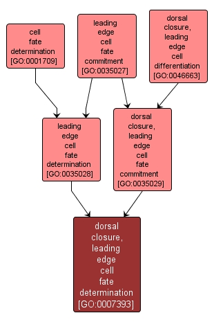 GO:0007393 - dorsal closure, leading edge cell fate determination (interactive image map)