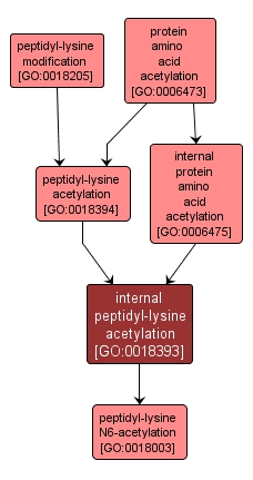 GO:0018393 - internal peptidyl-lysine acetylation (interactive image map)