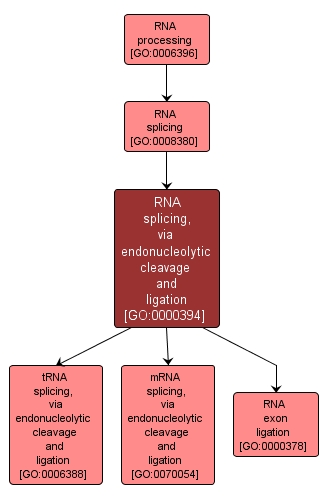 GO:0000394 - RNA splicing, via endonucleolytic cleavage and ligation (interactive image map)