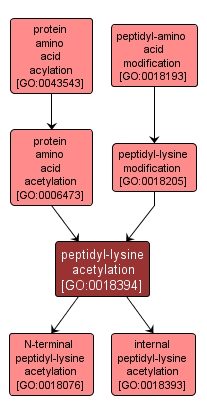 GO:0018394 - peptidyl-lysine acetylation (interactive image map)