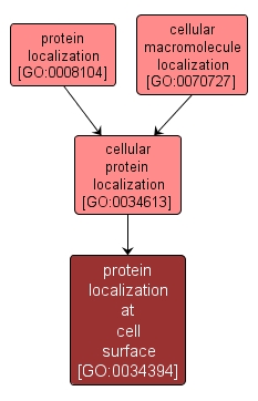GO:0034394 - protein localization at cell surface (interactive image map)