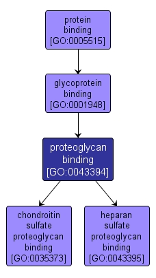 GO:0043394 - proteoglycan binding (interactive image map)