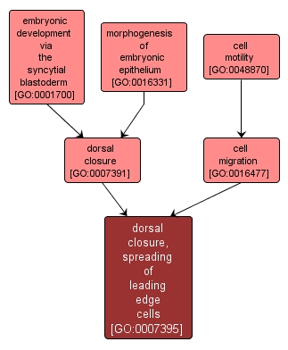 GO:0007395 - dorsal closure, spreading of leading edge cells (interactive image map)