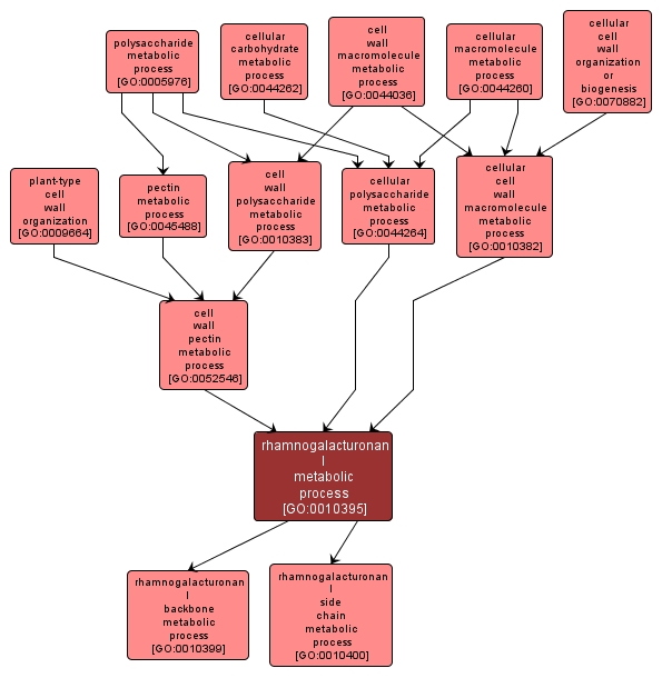 GO:0010395 - rhamnogalacturonan I metabolic process (interactive image map)