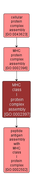 GO:0002397 - MHC class I protein complex assembly (interactive image map)