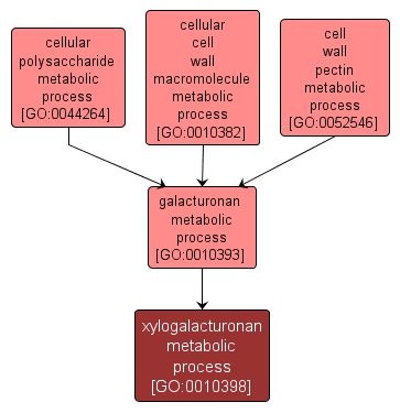 GO:0010398 - xylogalacturonan metabolic process (interactive image map)