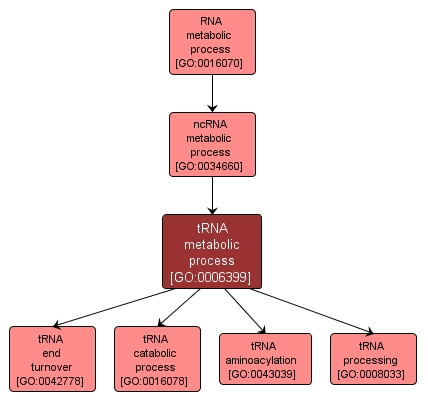 GO:0006399 - tRNA metabolic process (interactive image map)