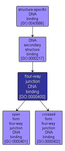 GO:0000400 - four-way junction DNA binding (interactive image map)