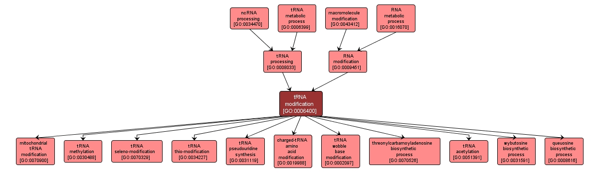 GO:0006400 - tRNA modification (interactive image map)