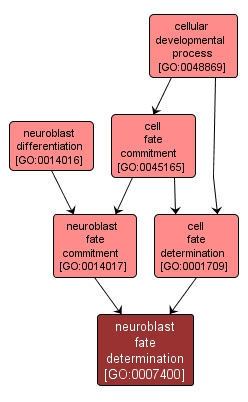 GO:0007400 - neuroblast fate determination (interactive image map)