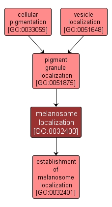 GO:0032400 - melanosome localization (interactive image map)