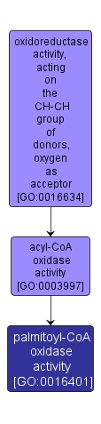 GO:0016401 - palmitoyl-CoA oxidase activity (interactive image map)