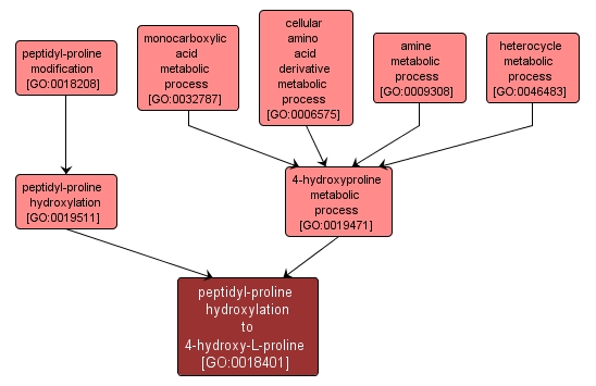 GO:0018401 - peptidyl-proline hydroxylation to 4-hydroxy-L-proline (interactive image map)