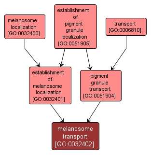 GO:0032402 - melanosome transport (interactive image map)