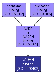 GO:0070402 - NADPH binding (interactive image map)