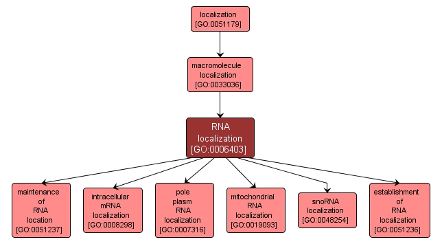 GO:0006403 - RNA localization (interactive image map)