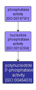 GO:0046403 - polynucleotide 3'-phosphatase activity (interactive image map)