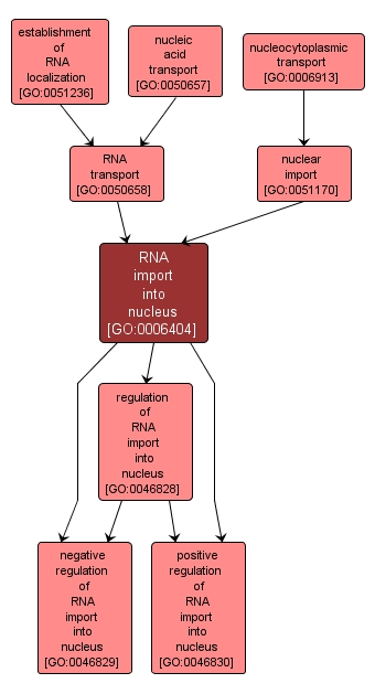 GO:0006404 - RNA import into nucleus (interactive image map)
