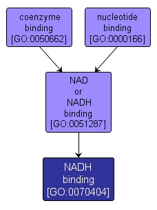 GO:0070404 - NADH binding (interactive image map)