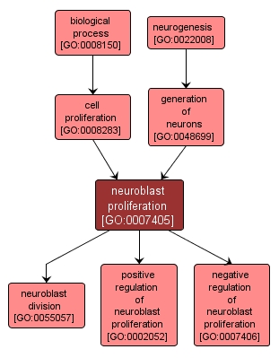 GO:0007405 - neuroblast proliferation (interactive image map)