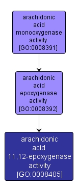 GO:0008405 - arachidonic acid 11,12-epoxygenase activity (interactive image map)