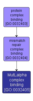GO:0032405 - MutLalpha complex binding (interactive image map)