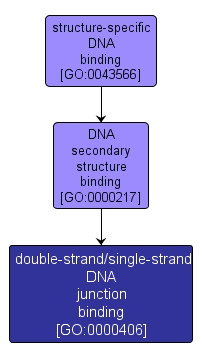 GO:0000406 - double-strand/single-strand DNA junction binding (interactive image map)