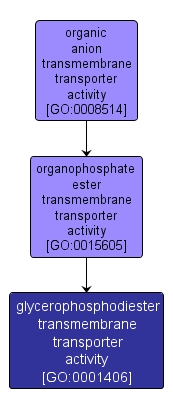 GO:0001406 - glycerophosphodiester transmembrane transporter activity (interactive image map)