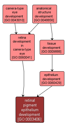 GO:0003406 - retinal pigment epithelium development (interactive image map)