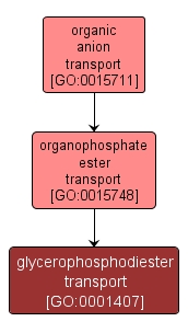 GO:0001407 - glycerophosphodiester transport (interactive image map)