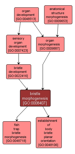 GO:0008407 - bristle morphogenesis (interactive image map)