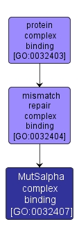 GO:0032407 - MutSalpha complex binding (interactive image map)