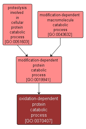 GO:0070407 - oxidation-dependent protein catabolic process (interactive image map)