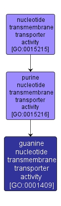 GO:0001409 - guanine nucleotide transmembrane transporter activity (interactive image map)
