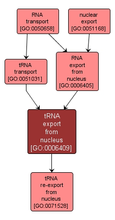 GO:0006409 - tRNA export from nucleus (interactive image map)