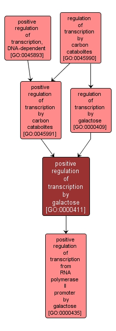 GO:0000411 - positive regulation of transcription by galactose (interactive image map)