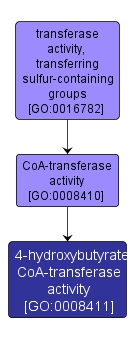 GO:0008411 - 4-hydroxybutyrate CoA-transferase activity (interactive image map)