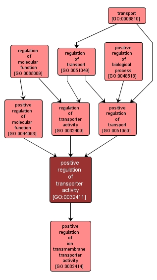 GO:0032411 - positive regulation of transporter activity (interactive image map)