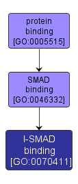 GO:0070411 - I-SMAD binding (interactive image map)