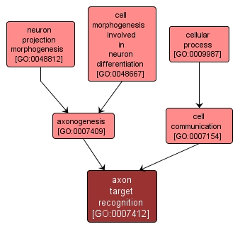 GO:0007412 - axon target recognition (interactive image map)